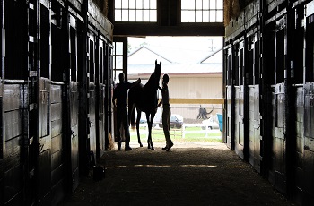 Yearling Prep